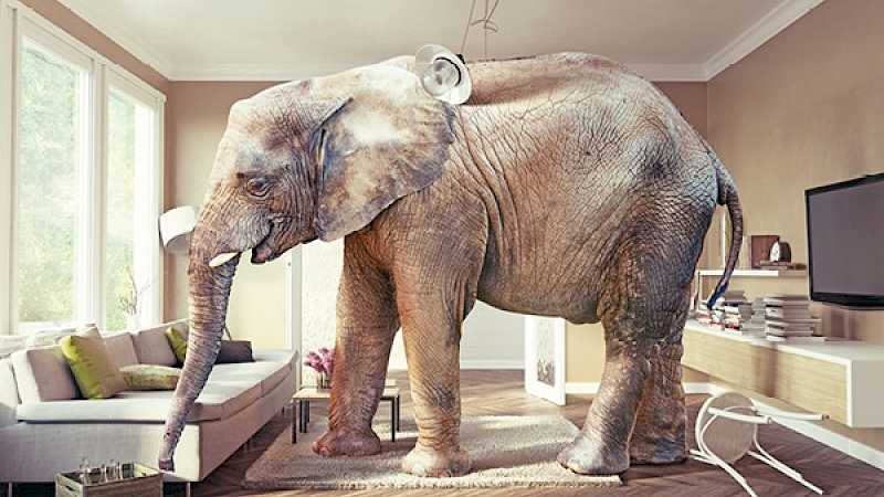 Are 10Gb/s Networks A White Elephant? - Article - Preview Image